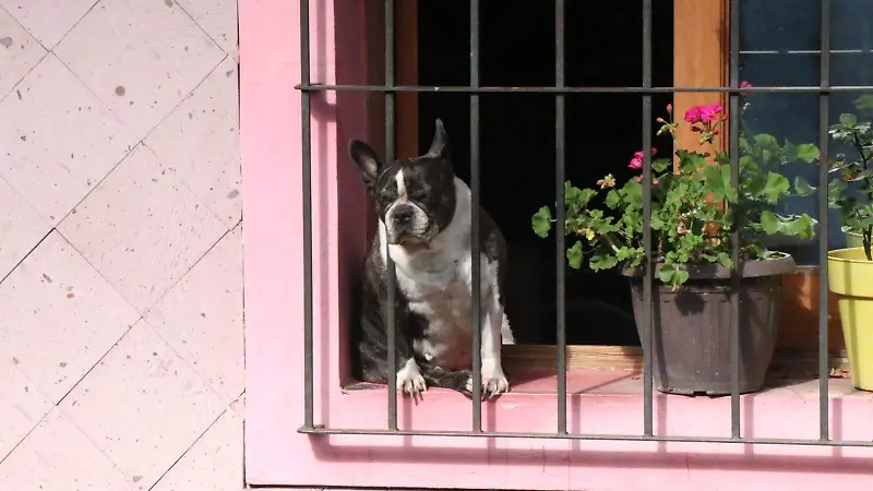 Animales | Mascotas | Perros